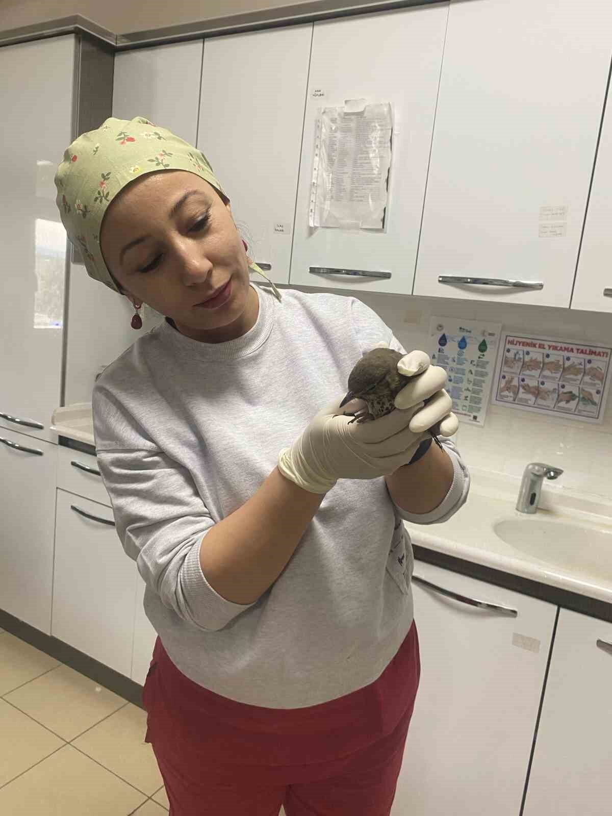 Yaralı kuşun tedavisi hastanede yapıldı