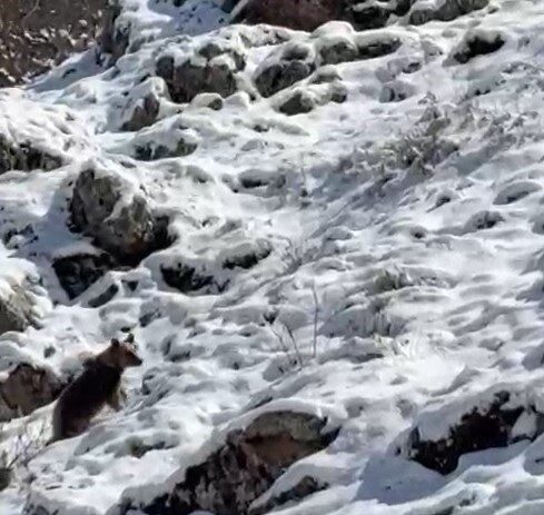 Yayla evlerini tahrip eden ayılardan biri kaçarken görüntülendi: Köpek sesi çıkararak ayının dikkatini çekmeye çalıştı
