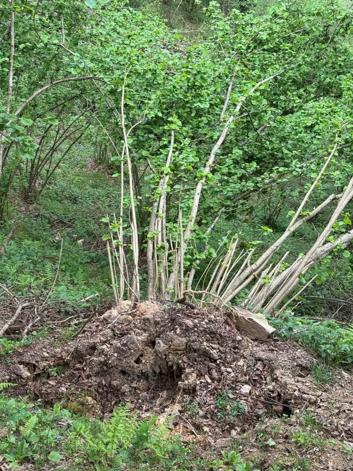 Ziraat Odası Uyardı: "Fındıkta ciddi rekolte kaybı yaşanacak"