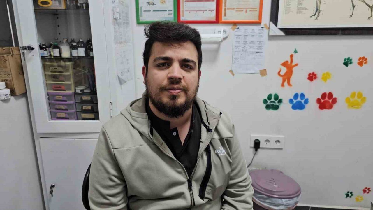 Zonguldak’ta kediye altın diş yapıldı