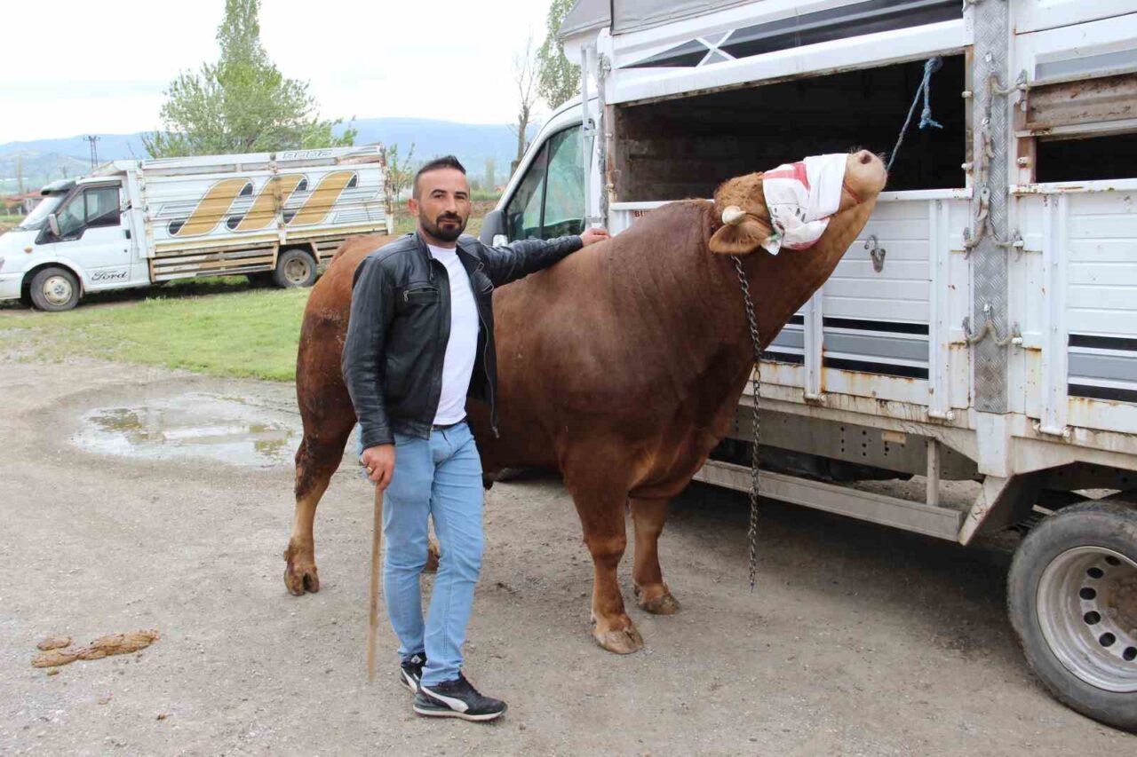 1 ton 150 kilogram ağırlığındaki "Paşa" 380 bin TL’ye alıcısını bekliyor