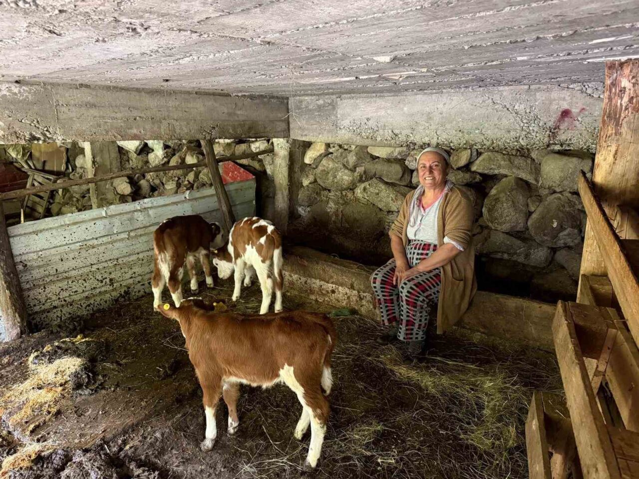 Artvin’de bir inek dördüz doğurdu, aile büyük sevinç yaşadı