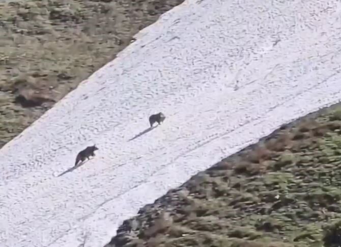 Artvin’de iki boz ayının kar üzerindeki eğlencesi görenleri gülümsetti