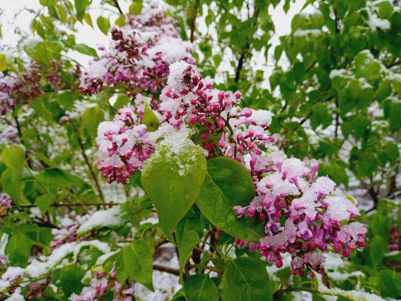 Artvin´de Mayıs ayında kar sürprizi