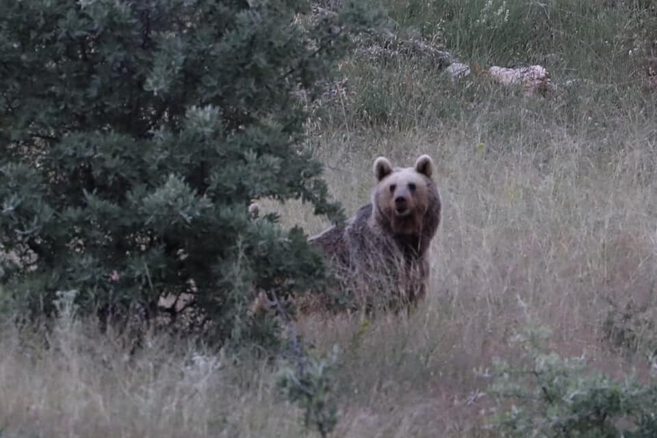 Bayburt’ta bir bozayı yiyecek bulamayınca etrafa saldırdı:  Aç ayı köy camisinin yemekhanesini ve çay ocağını dağıttı