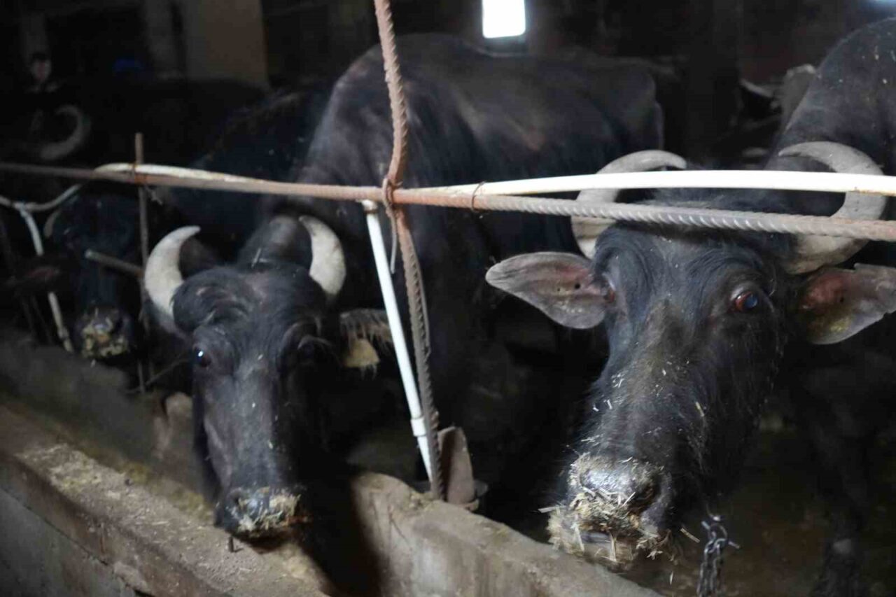 Bayburt’tan İstanbul’a hayvan sevki 20 Mayıs’ta başlıyor