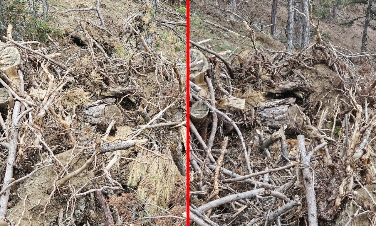 Bolu’da nesli tehdit altındaki vaşak ve yavruları görüntülendi