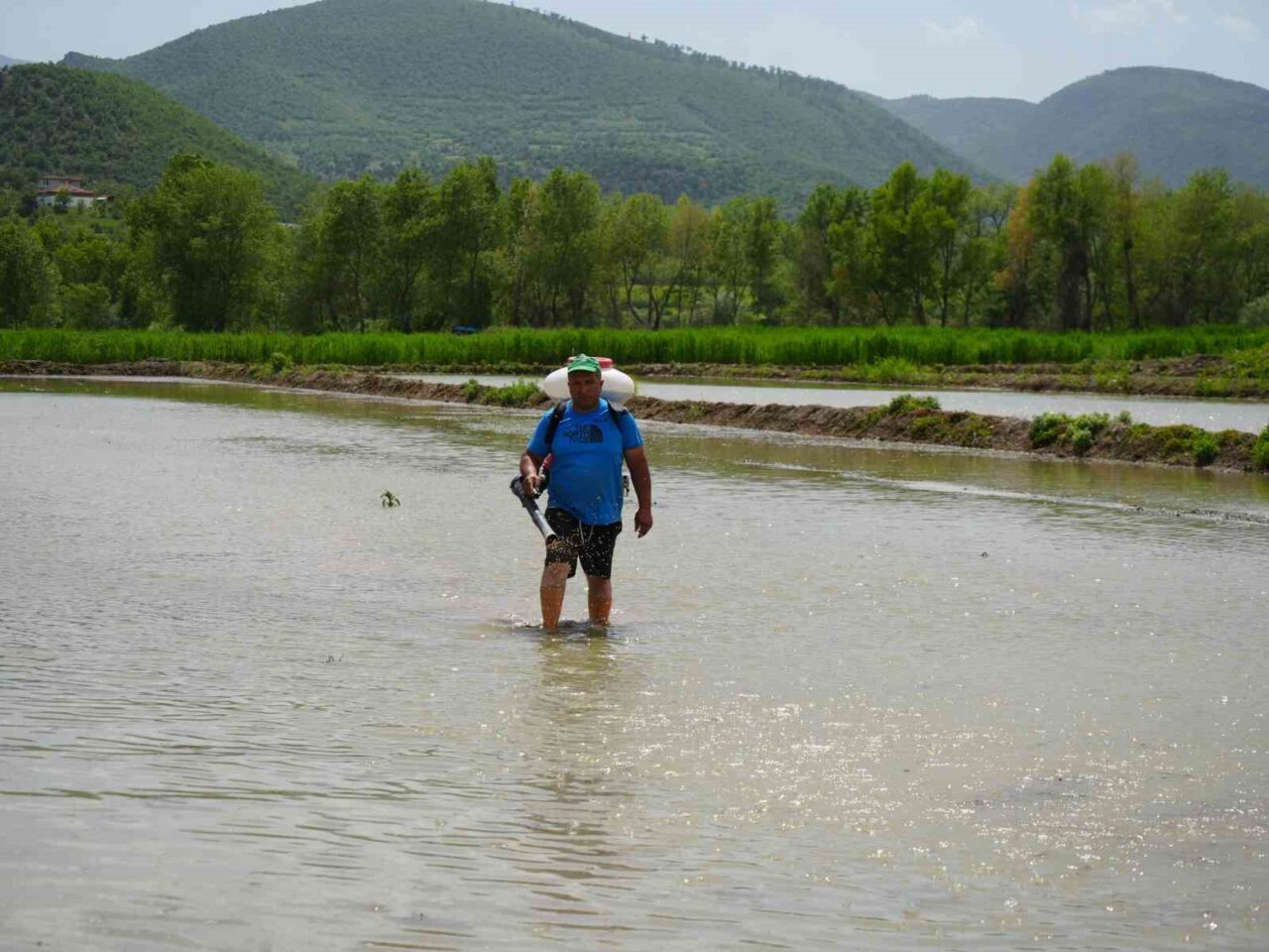 Çiftçilerin zorlu çeltik mesaisi: Dize ulaşan suyun içinde ekim yapıyorlar