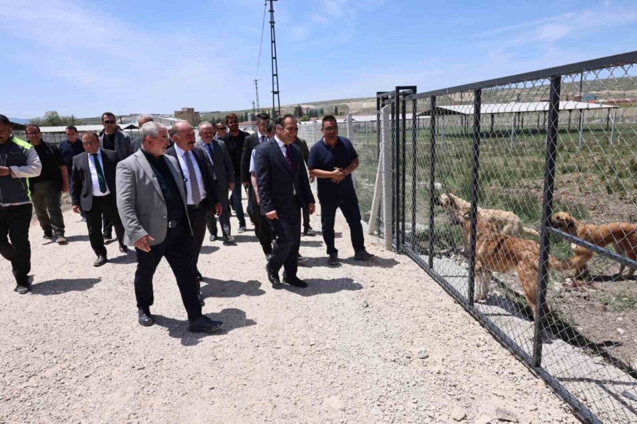 Çorum’da sokak hayvanları için yapılan "Doğal Yaşam Alanı"nda çalışmalar tamamlandı