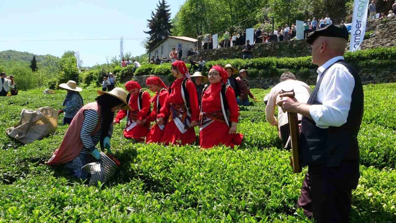 Dünyanın en kaliteli fındığının üretildiği Giresun’da kemençe eşliğinde çay hasat şenliği yapıldı