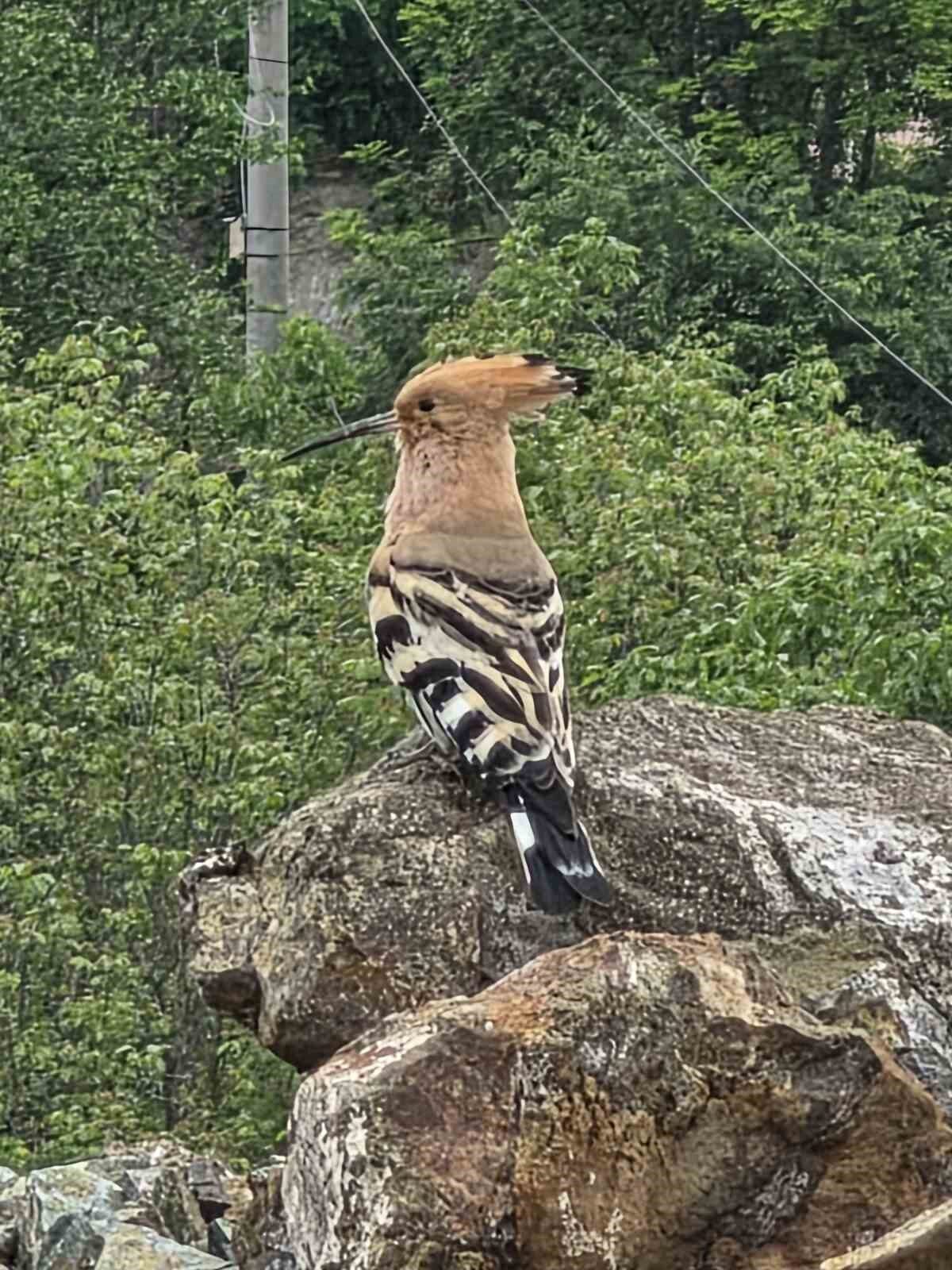 Hanönü’de ibibik kuşu görüldü