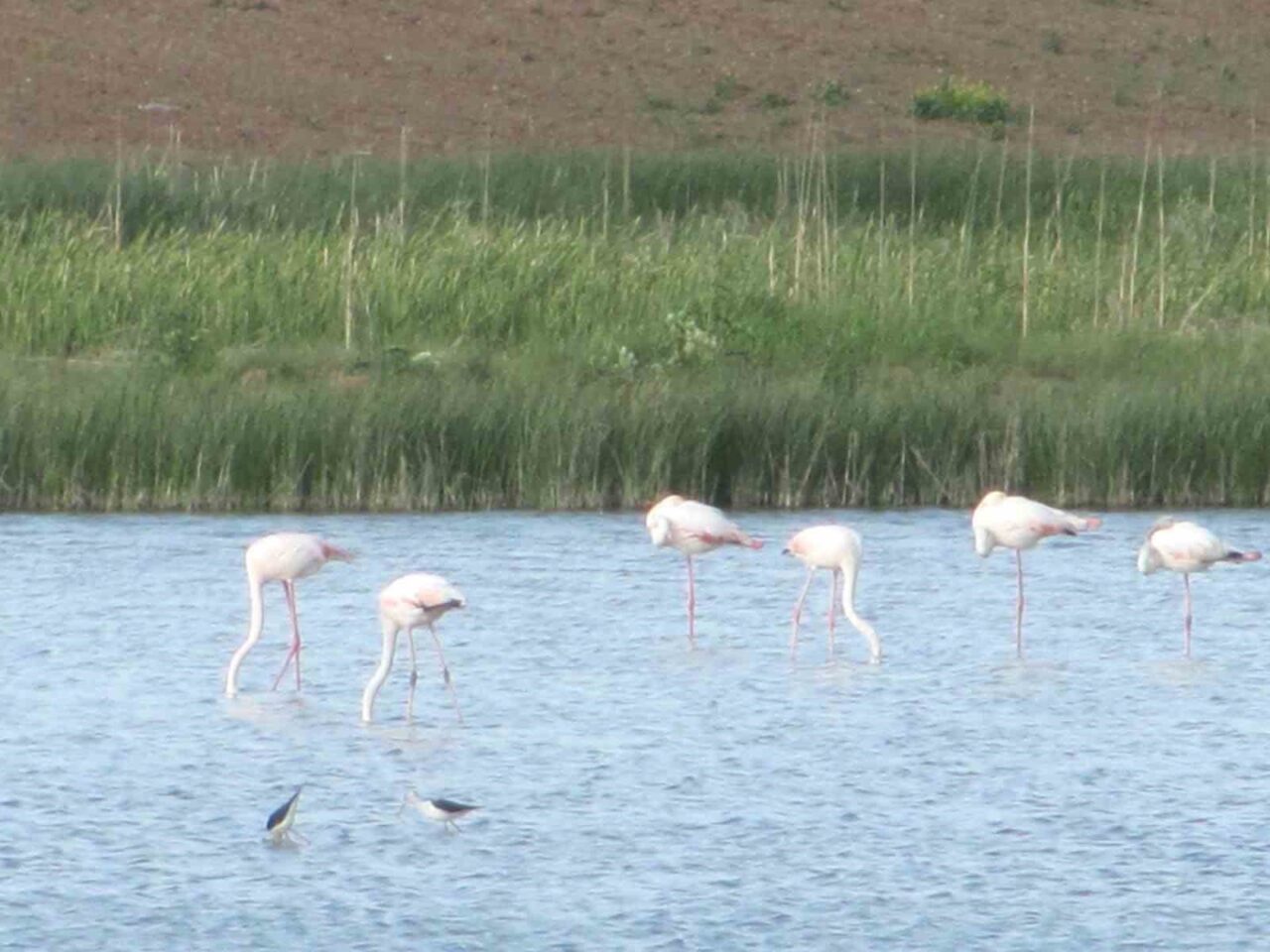 Kamış göleti göçmen kuşlara ev sahipliği yapıyor
