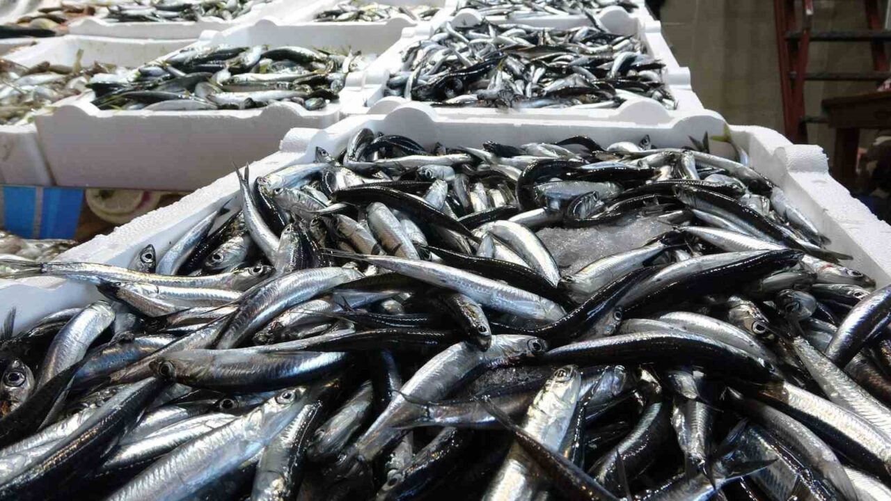 Karadeniz’de balık stokları azalıyor