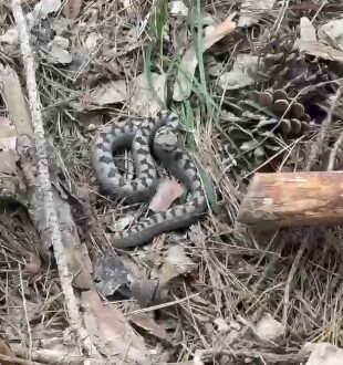 Nadir görülen zehirli boynuzlu engerek yılanı Bolu’da görüntülendi