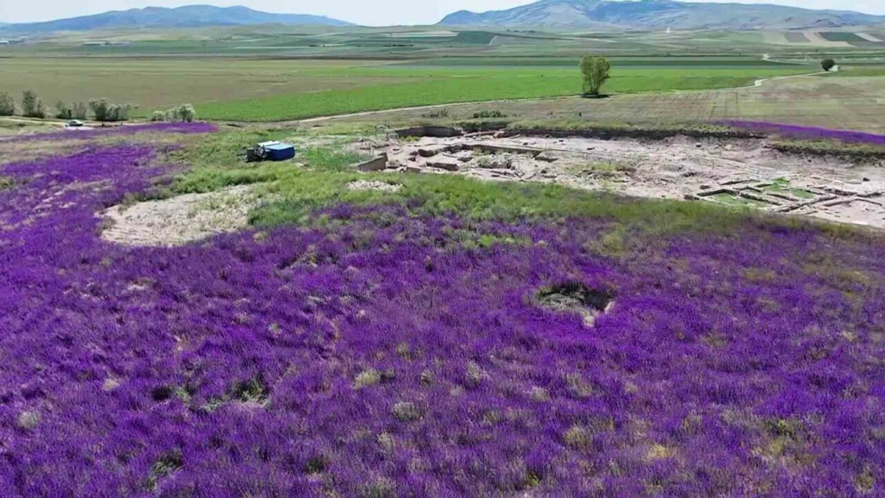 Oluz Höyük’te binlerce mor çiçek açtı