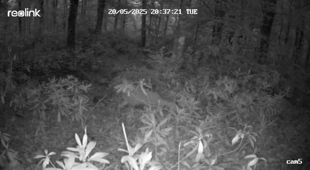 Ormanda kaybolan yavru karaca annesine kavuştu