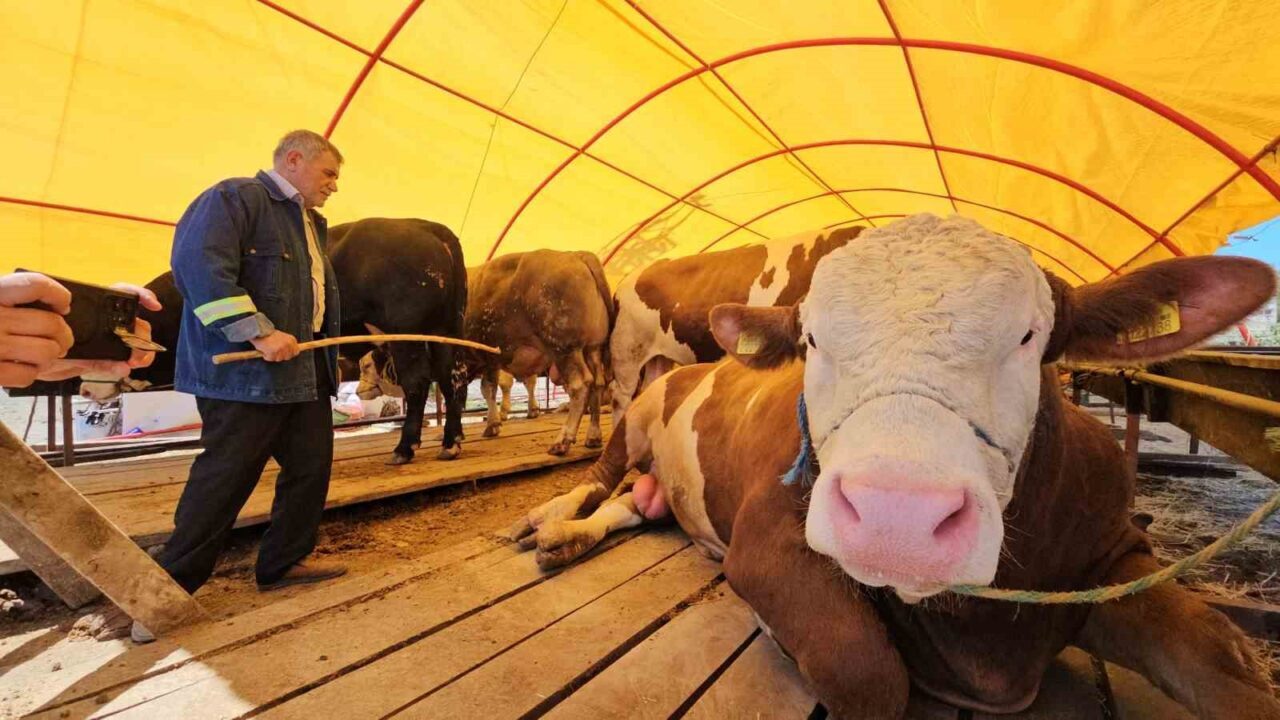 Pazarın yıldızı ‘Yıldız’ oldu; 850 kiloluk kurbanlık 285 bin TL’ye satıldı