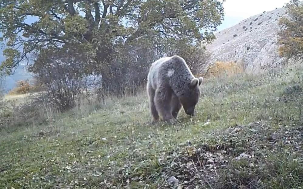 Prof. Dr. Şağdan Başkaya: "Doğuda ayı, batıda domuz popülasyonu insan sağlığını tehdit ediyor"