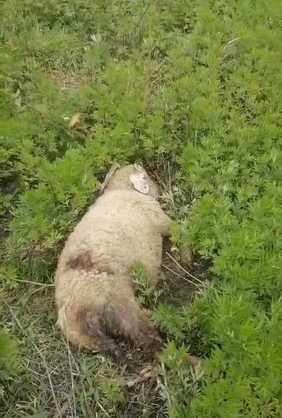 Sinop’ta başıboş köpekler 2 küçükbaş hayvanı telef etti