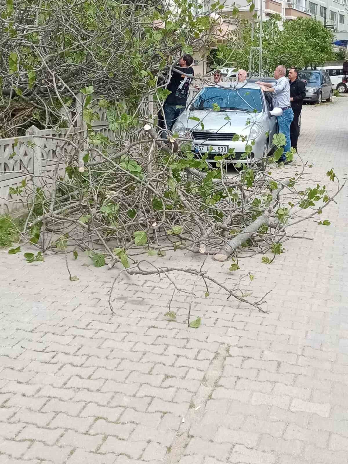 Sinop’ta incir ağacı otomobilin üstüne devrildi