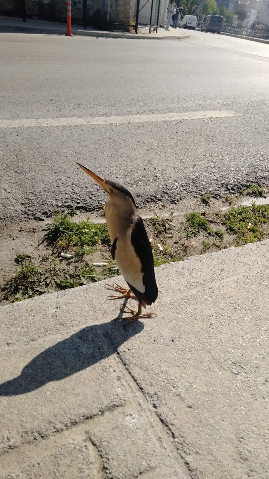Sinop’ta nesli tükenmekte olan balaban kuşu görüldü