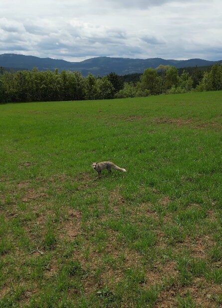 Tilkinin dronla imtihanı sosyal medyada büyük ilgi gördü