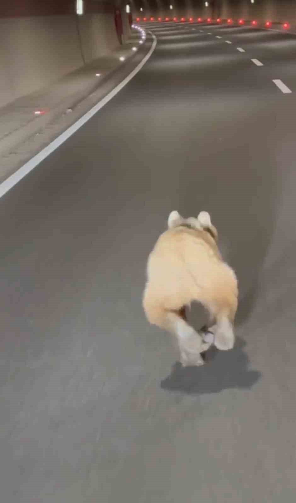 Tünelde koşan ayı cep telefonu kamerasında