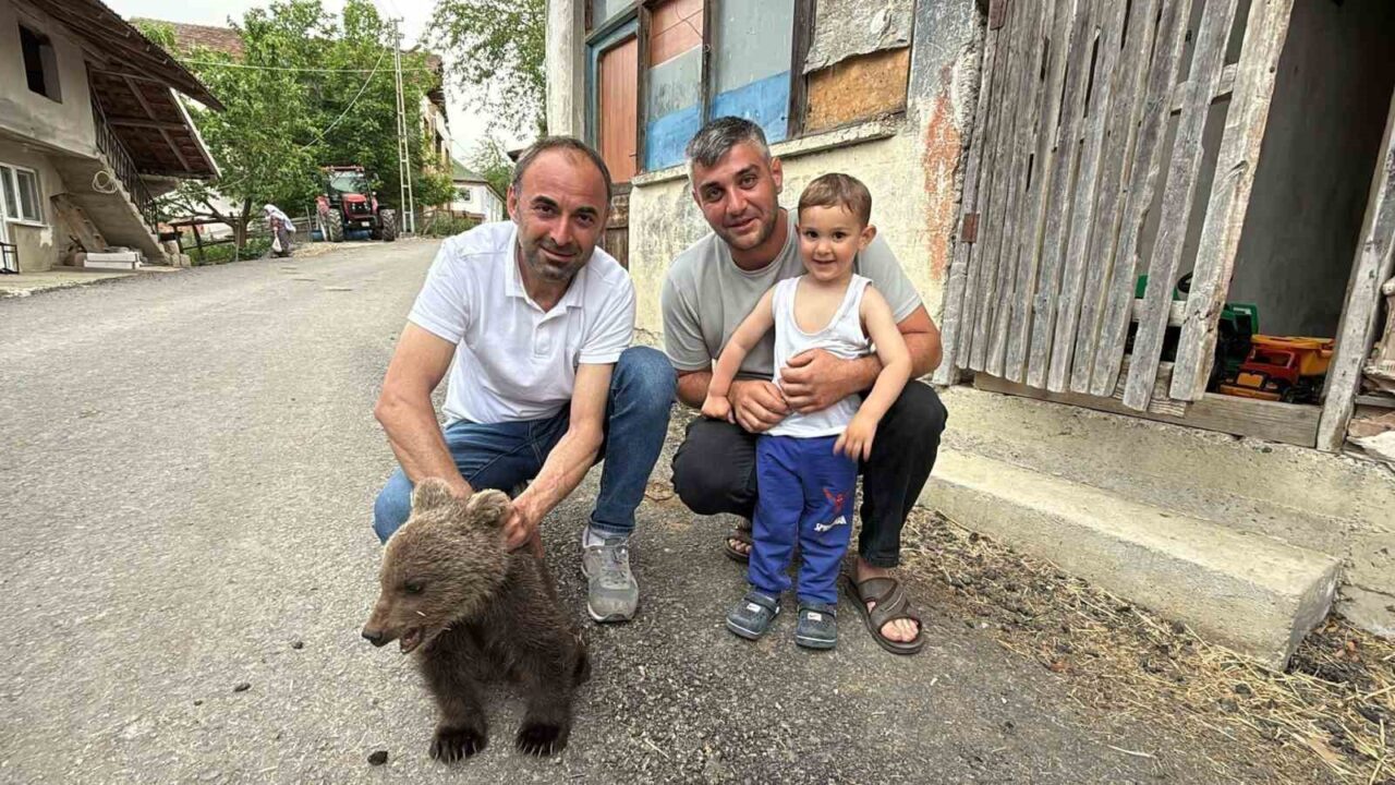 Türkeli’de annesiz bulunan yavru ayı kurtarıldı
