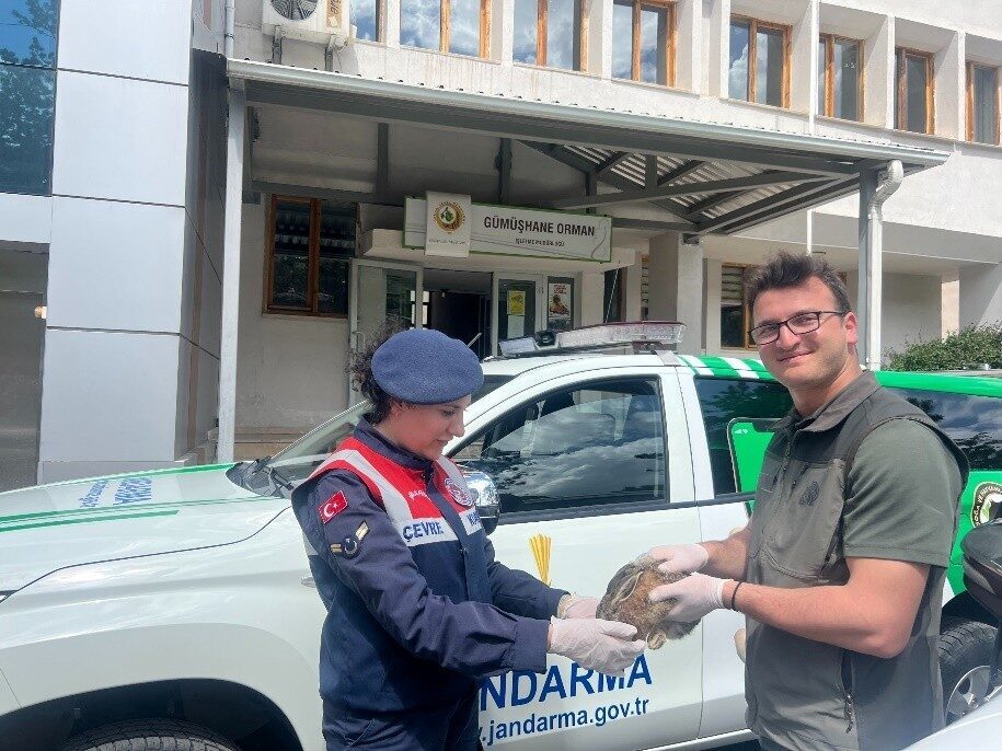 Yaralı tavşan jandarmanın şefkat eliyle doğaya döndü