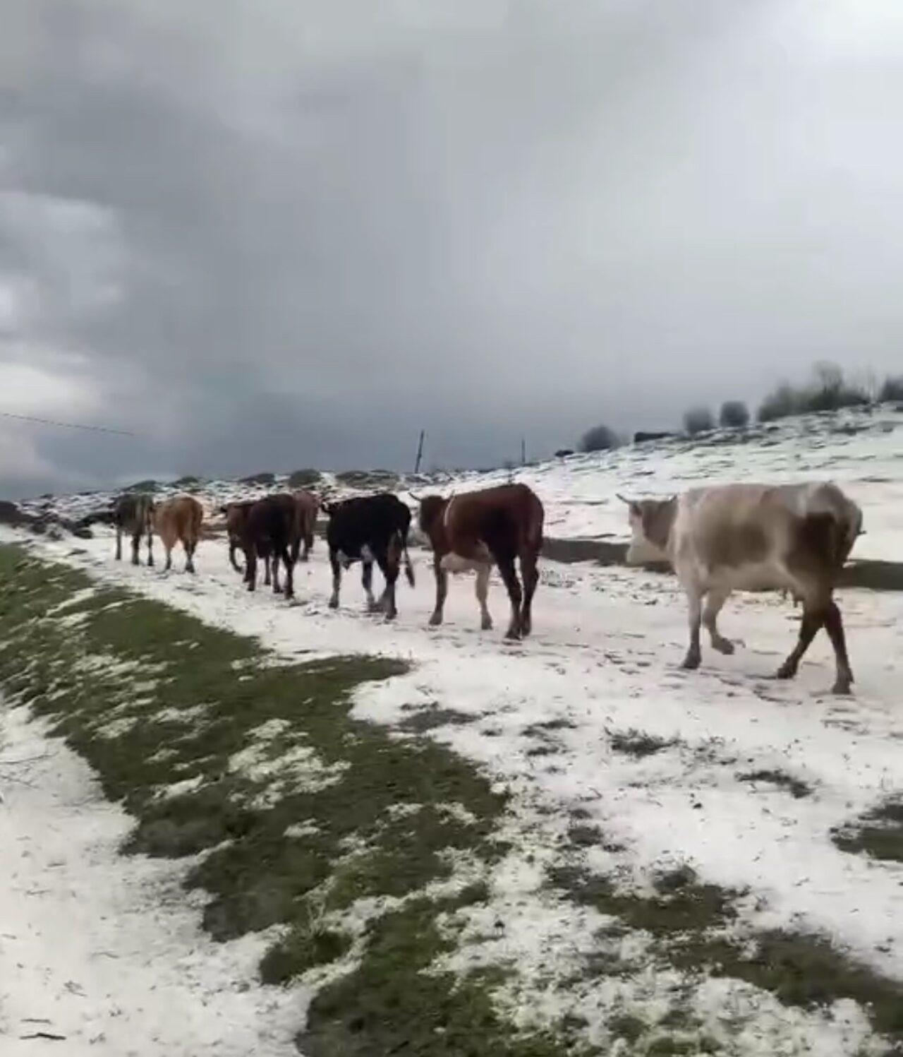 Yayladaki sürülerin dolu yağışında zorlu anları kameraya yansıdı