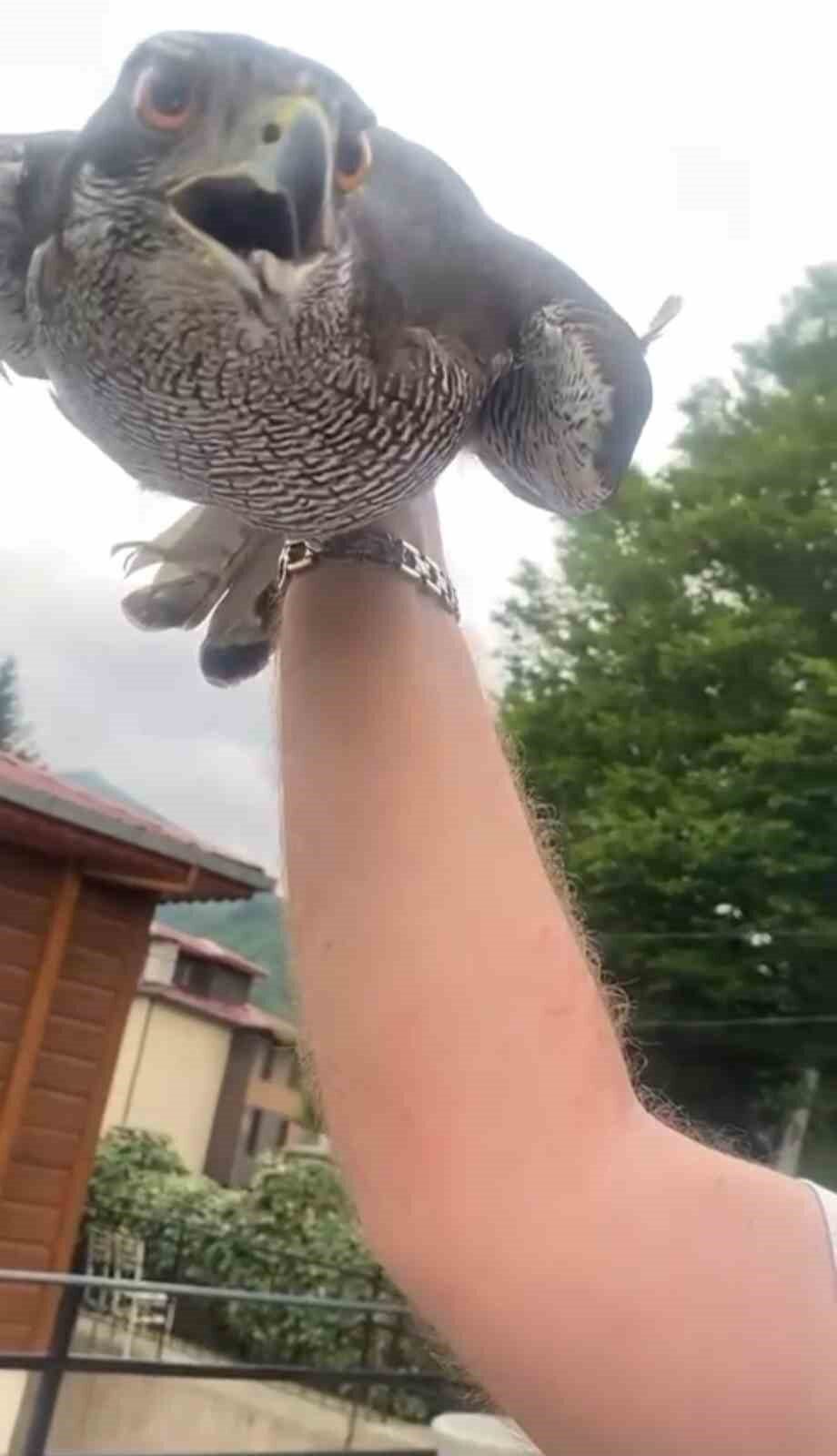 8 yıllık atmacasını doğaya saldı, atmaca arkasına bakmadan uçup gitti