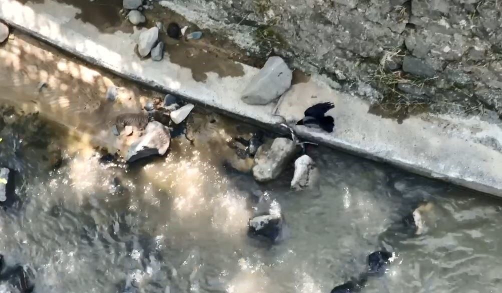 Artvin’de karganın yılana saldırdığı anlar kameraya yansıdı