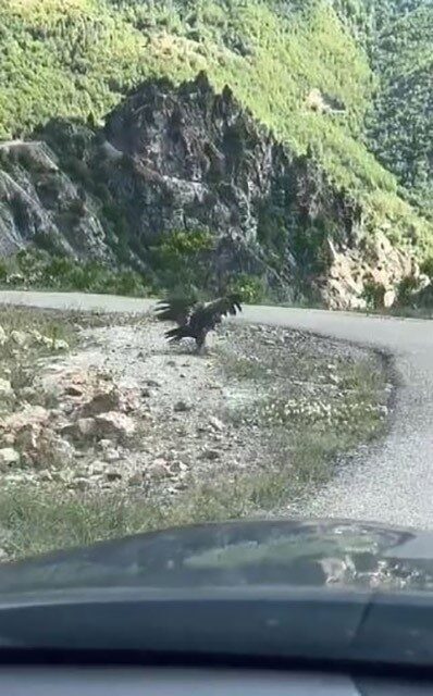 Artvin’de kartal yılan avlarken görüntülendi