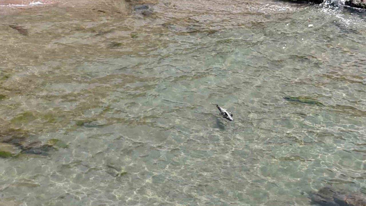 Bartın’da yaralı yunus karaya vurdu