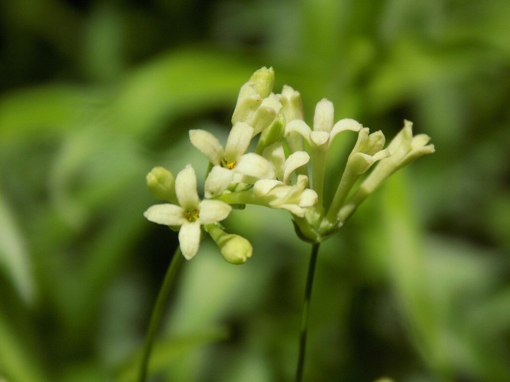 Bartın’da yeni bitki türü bulundu