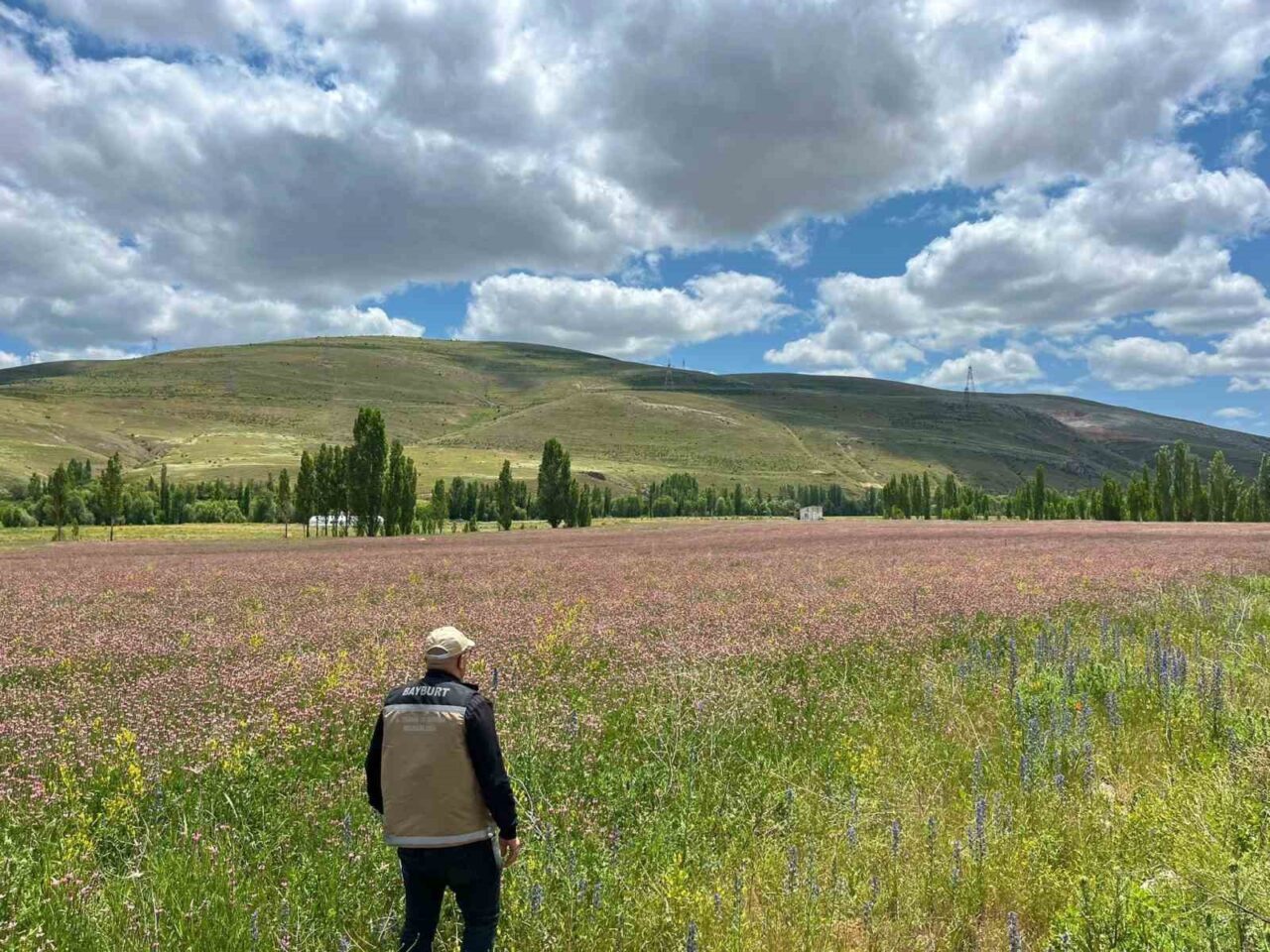 Bayburt ve Aydıntepe’de yem bitkileri için saha çalışmaları başlatıldı