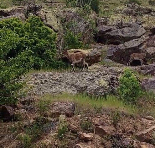 Bayburtlu vatandaşın dağ keçileriyle imtihanı: "Aşağı inmeyin, düşersiniz. Haydi gidin, buralarda fazla dolanmayın"