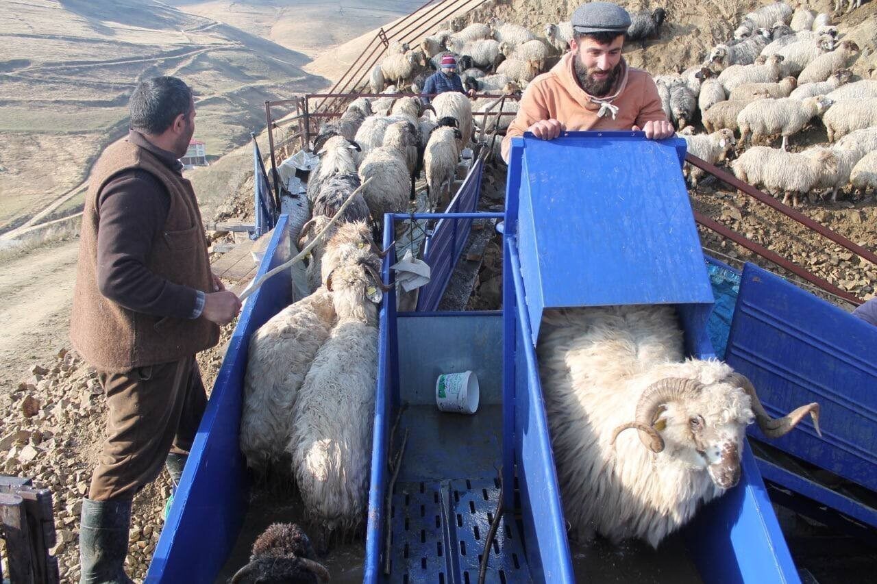 Bayburt’ta küçükbaş hayvanlar mobil koyun yıkama makineleriyle yıkanarak ilaçlanıyor