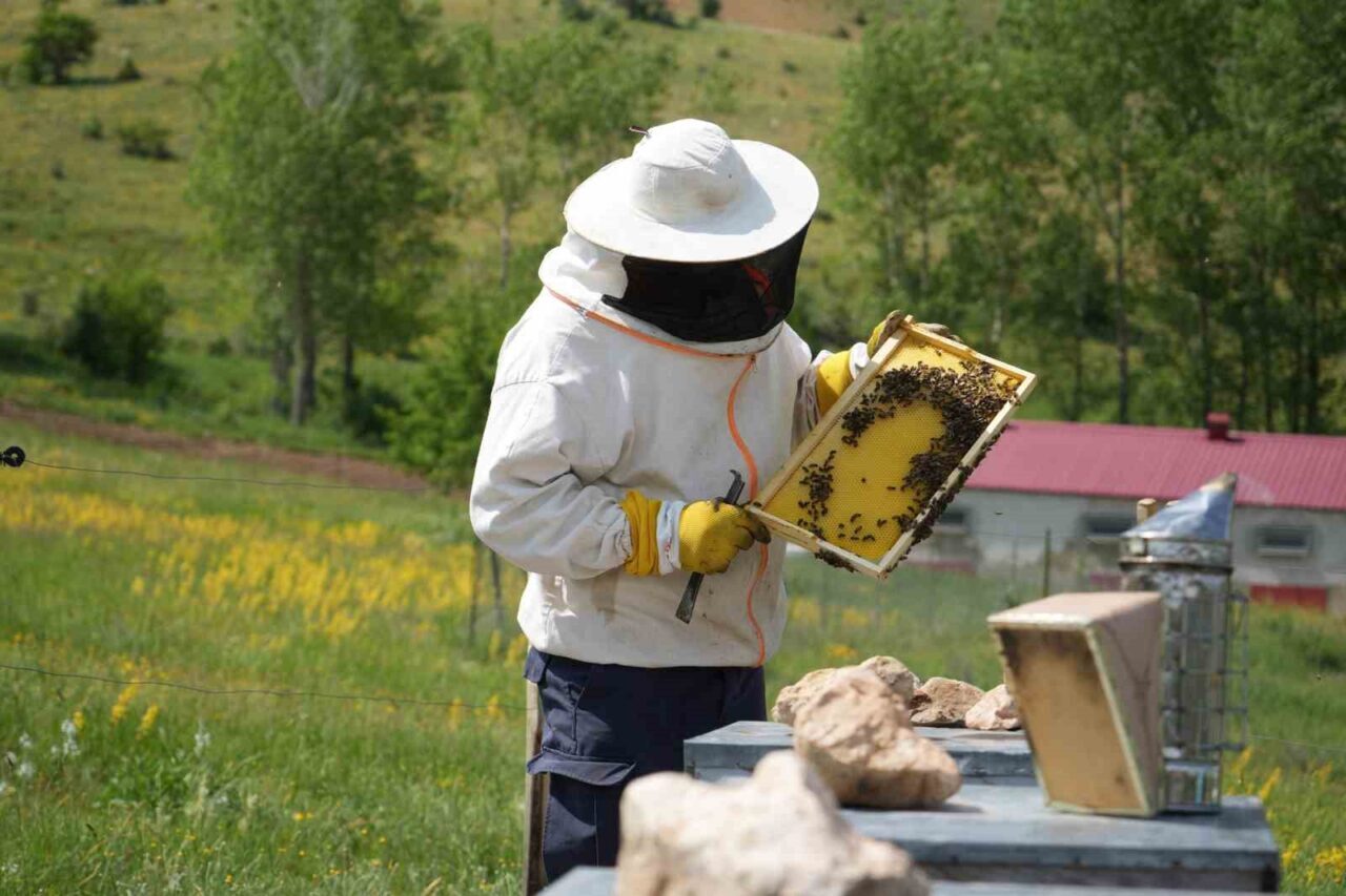 Bayburt’un bin 850 rakımlı yaylasında doğal bal üretiliyor: Bu sene yüksek rekolte yüz güldürecek