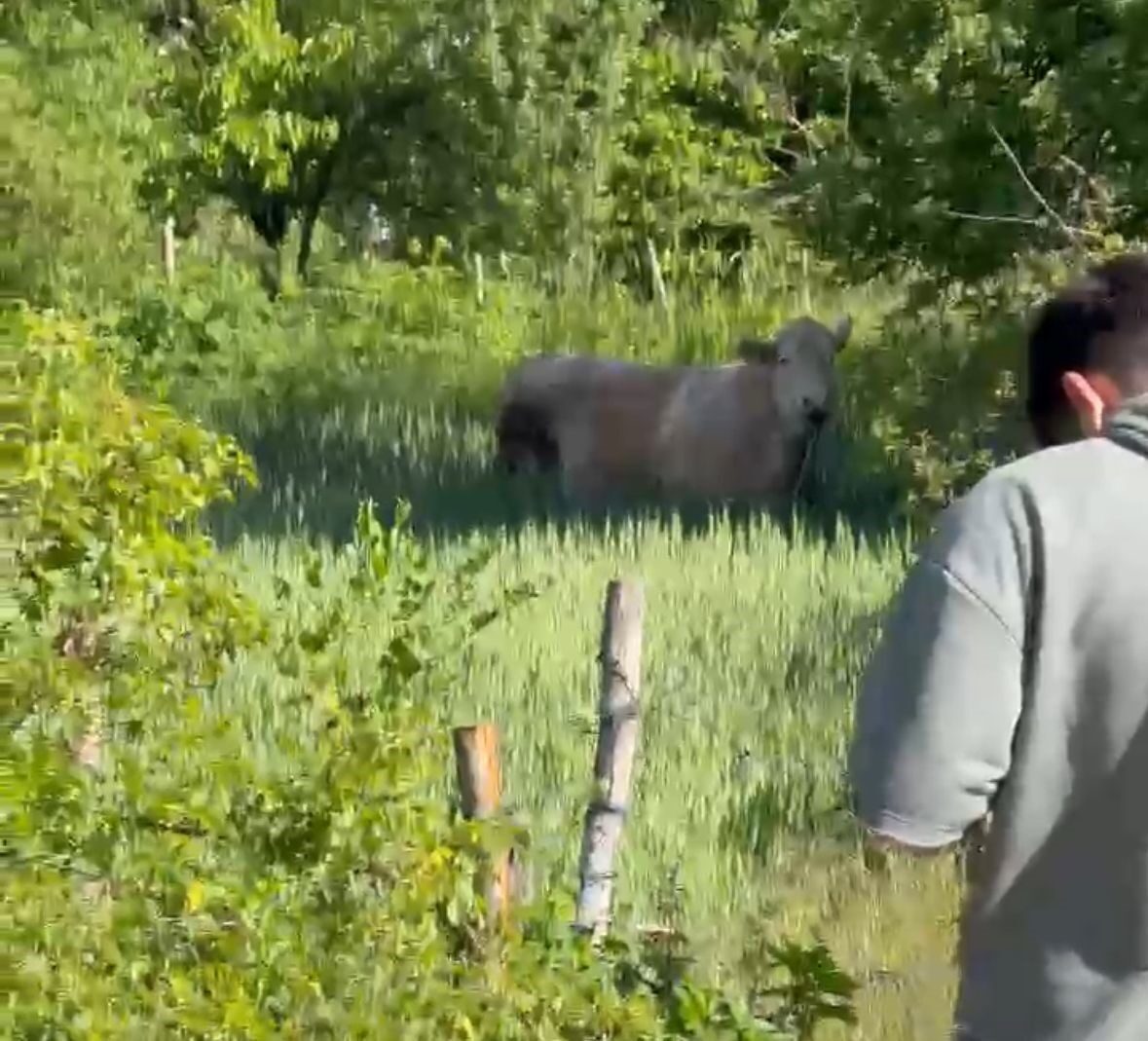 Bolu’da kurbanlık dana tarlaya kaçtı, köylüler seferber oldu