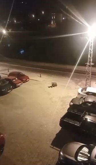 Borçka ilçe merkezine inen ayılar cadde ve sokaklarda dolaştı