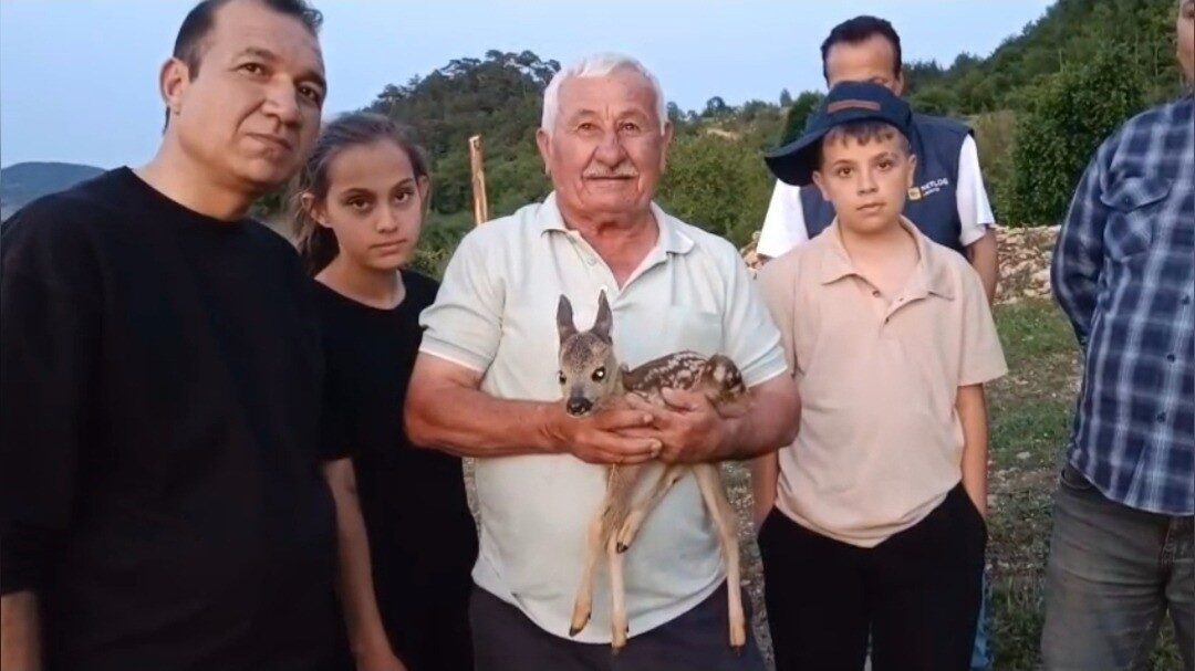 Çoban bulduğu yavru ceylana keçi sütüyle bakıyor