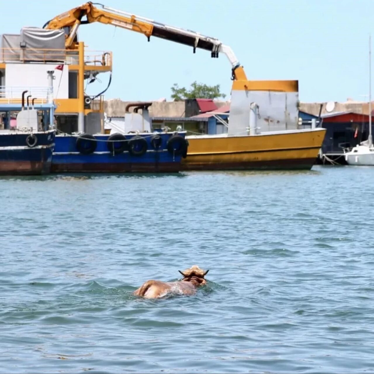 Giresun’da denize atlayan kurbanlık, balıkçı kulübesinde yakalandı