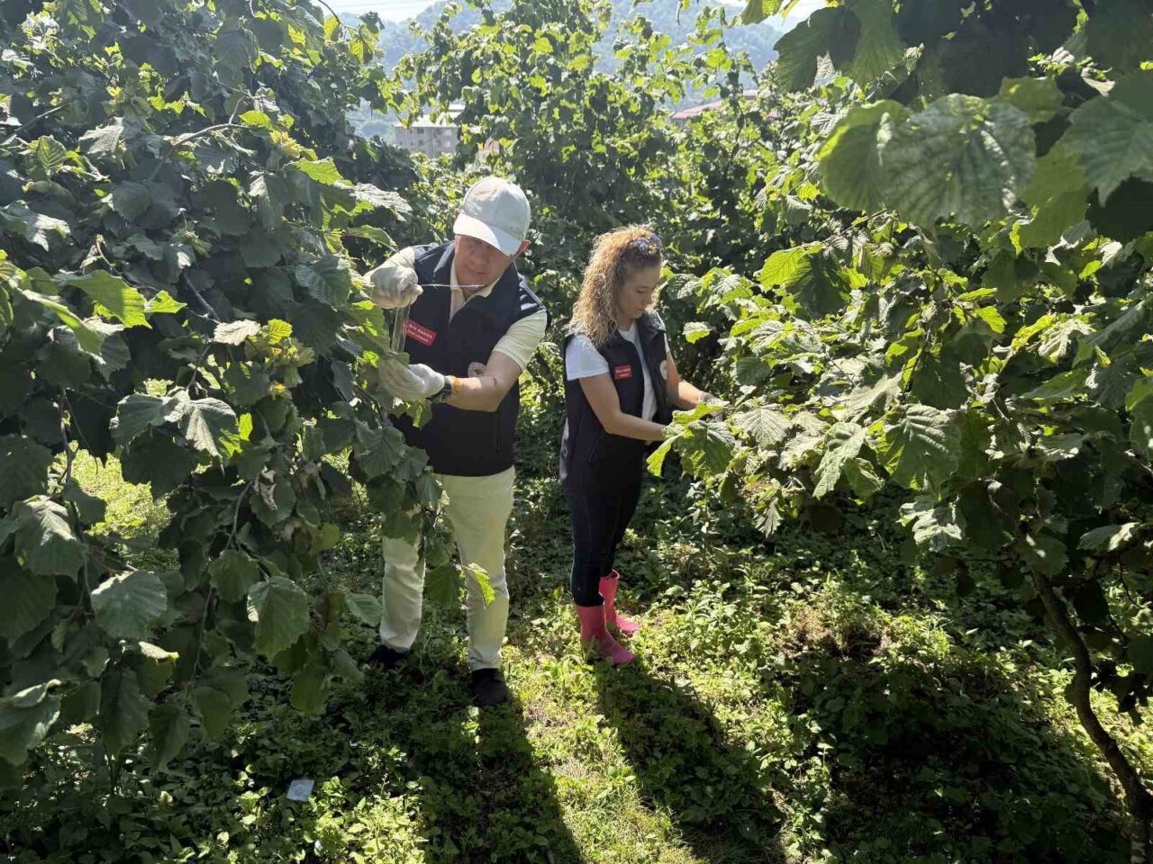 Giresun’da Kahverengi Kokarca ile biyolojik mücadele sürüyor