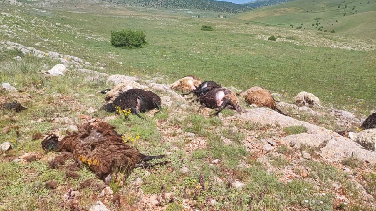 Gümüşhane’de yaylaya düşen yıldırım 18 koyunu telef etti