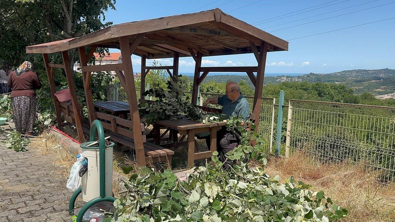 Ihlamur ağaçlarında ’mis kokulu’ hasat başladı