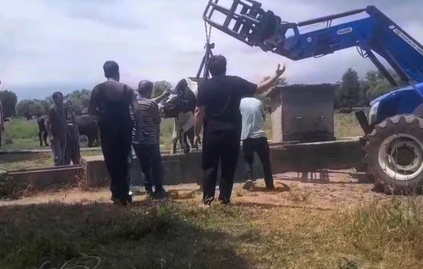 İnek oluğa sıkıştı, köylüler seferber oldu