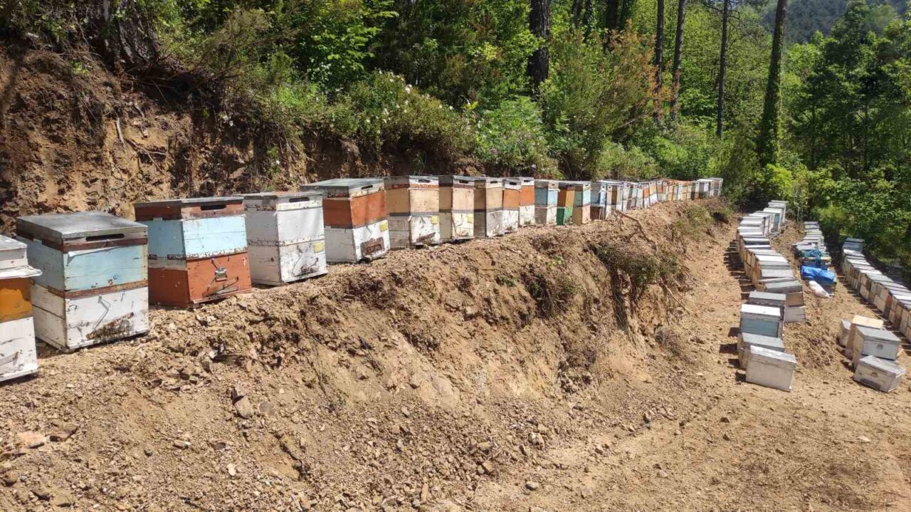 Kastamonu’da 56 arı kovanı zehirlendi: 1 milyona yakın arı telef oldu