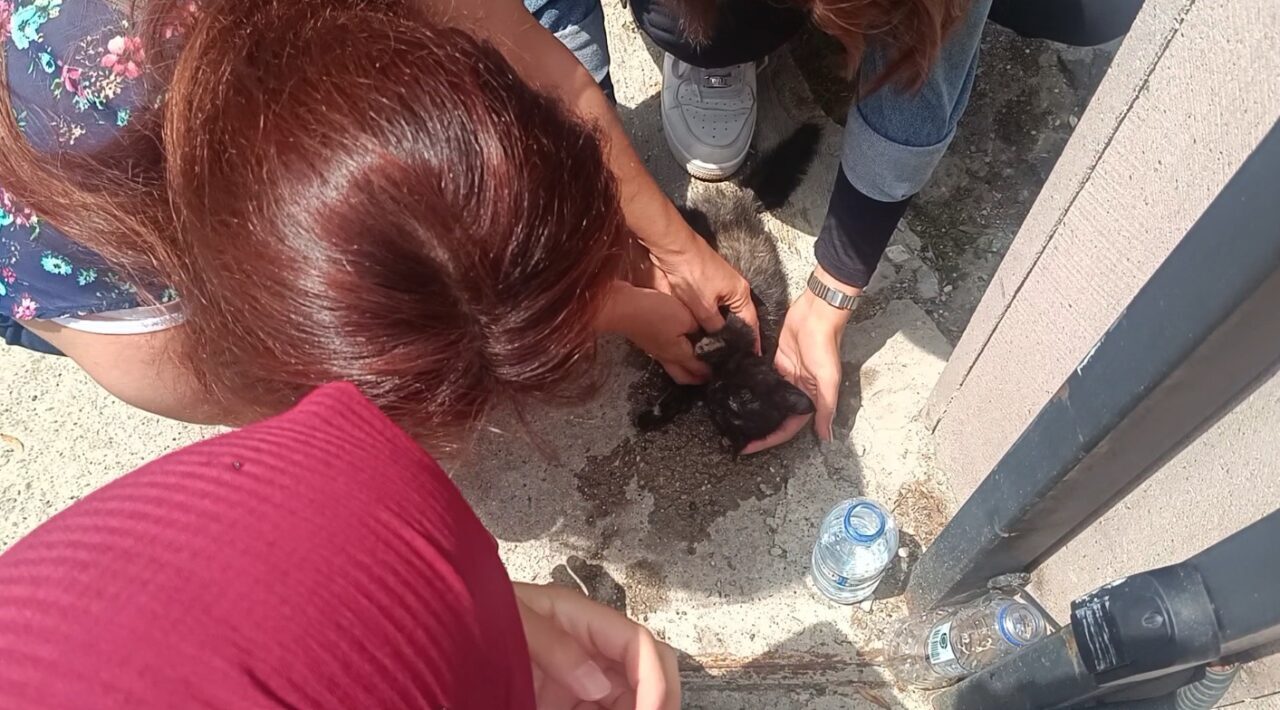 Kastamonu’da aracın çarptığı yavru kedi, üniversite öğrencilerinin kalp masajıyla hayata döndü
