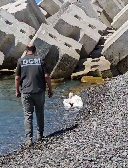 Kastamonu’da sahilde yaralı halde bulunan pelikan, tedavi altına alındı